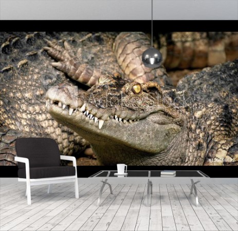 Picture of Baby Crocodile Next To Mother